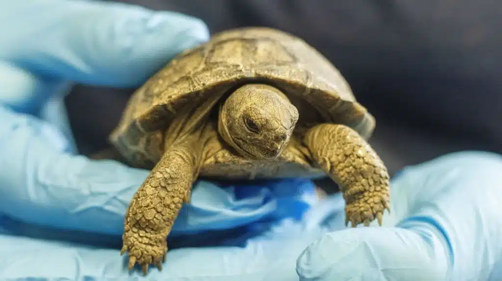 Baby Tortoise at philadelphia zoo