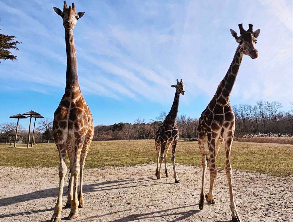 Cape May Zoo Giraffes