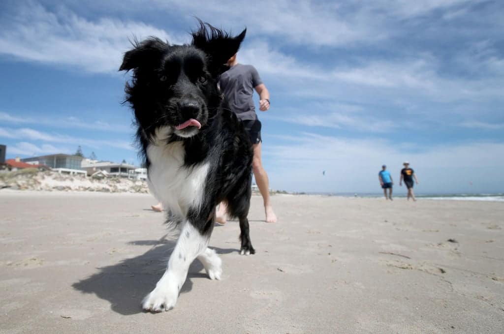 A dog and its owners exercising along Henley beach on November 20, 2020 in Adelaide, Australia. South Australian premier Steven Marshall has eased lockdown restrictions across the state, after initially imposing a strict six day lockdown on Thursday following an outbreak of COVID-19 in the community. Effective today, restrictions have eased to allow people to leave their homes for exercise