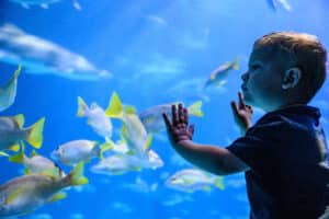 Child viewing fish