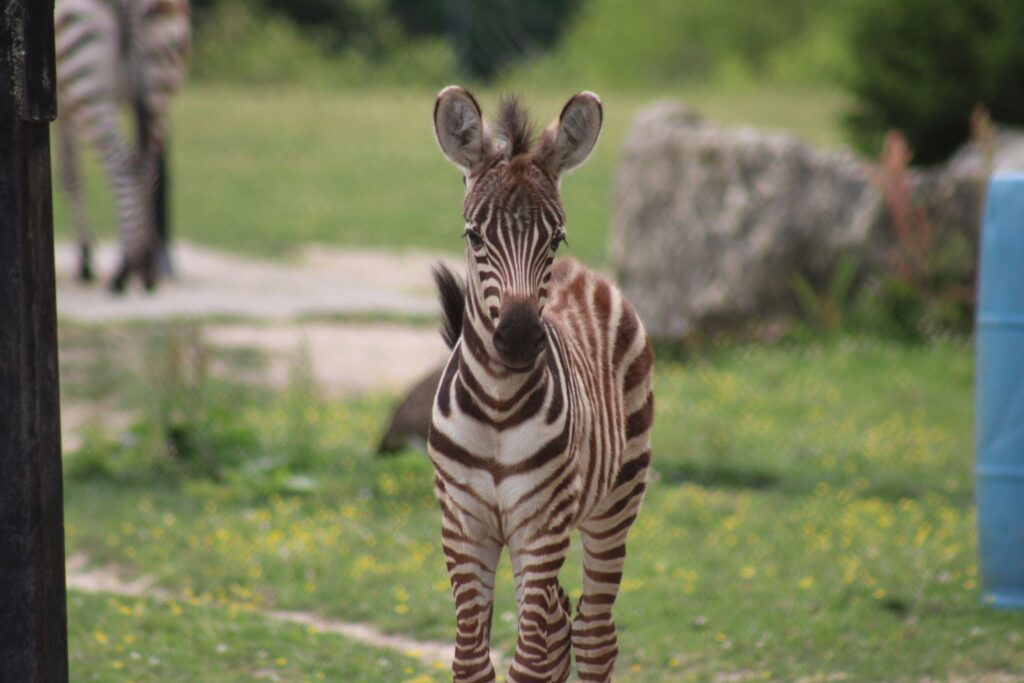 Baby Zebra Cape May County Zoo