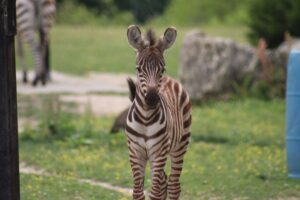 Baby Zebra Cape May County Zoo