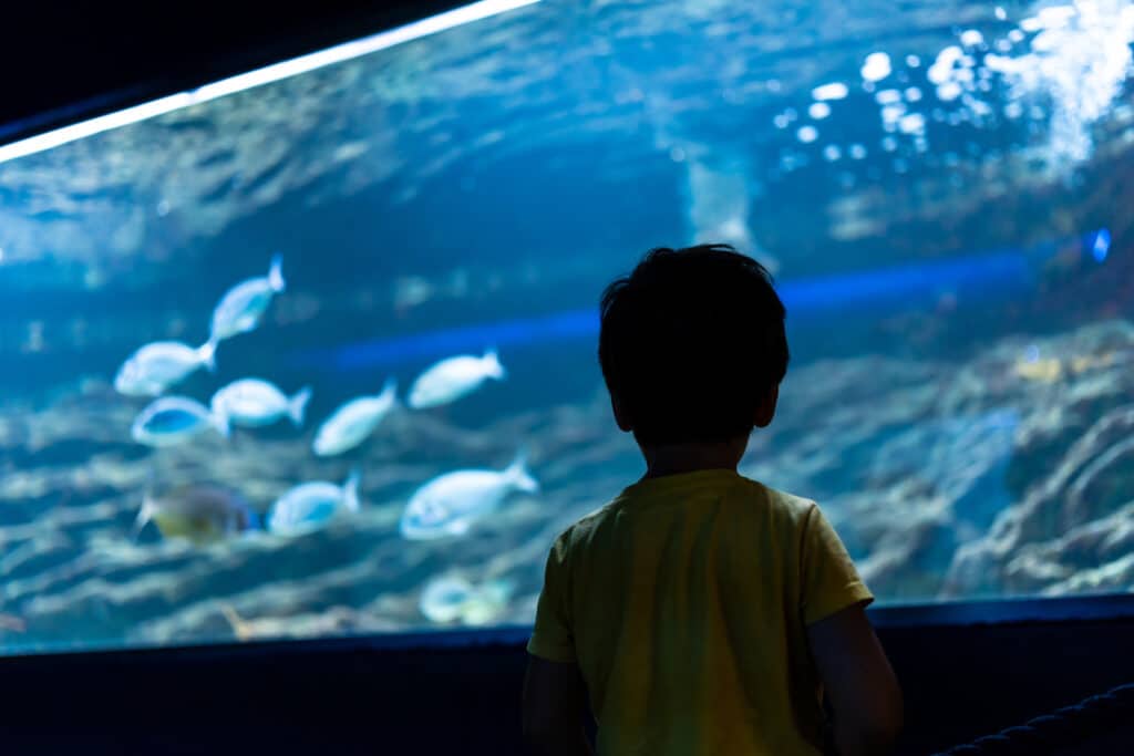 Back view of preschooler looking at group of fish swimming in large aquarium tank, exploring underwater world, enjoying excursion to oceanarium