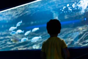 Back view of preschooler looking at group of fish swimming in large aquarium tank, exploring underwater world, enjoying excursion to oceanarium