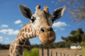 Giraffe in front of Kilimanjaro mountain