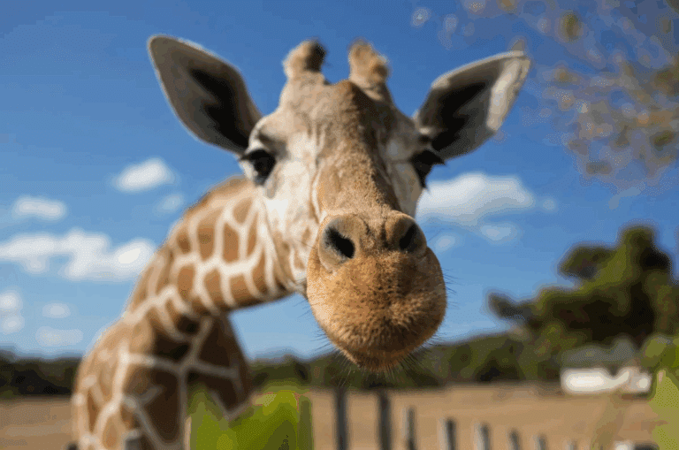 Giraffe in front of Kilimanjaro mountain